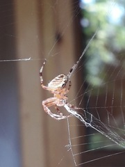 Araneus diadematus