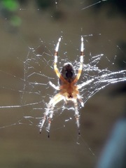 Araneus diadematus