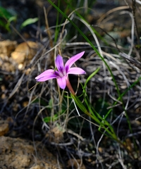 Romulea kamisensis