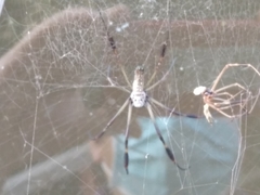 Trichonephila clavipes