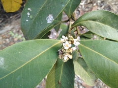 Avicennia germinans
