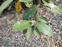 Avicennia germinans
