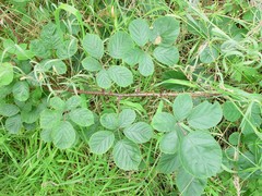 Rubus errabundus