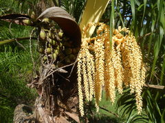 Syagrus flexuosa
