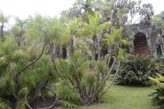 Syagrus flexuosa