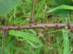 Rubus errabundus