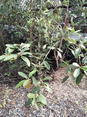 Avicennia germinans