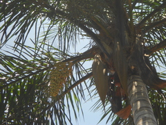 Syagrus picrophylla