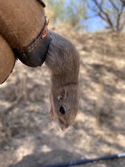 Chaetodipus baileyi