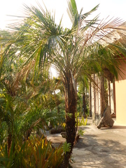 Syagrus schizophylla