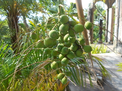 Syagrus schizophylla