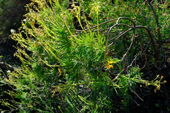 Crassothonna floribunda