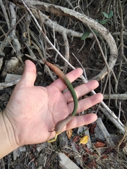 Rhizophora mangle