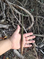 Rhizophora mangle
