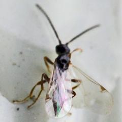 Proctotrupoidea