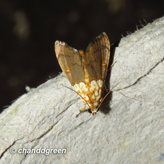 Agrotera basinotata