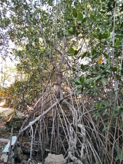 Rhizophora mangle