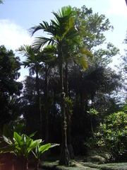 Verschaffeltia splendida