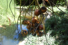 Verschaffeltia splendida