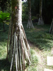 Verschaffeltia splendida