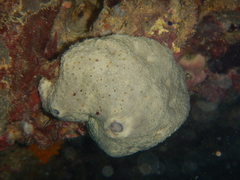 Ircinia oros