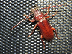 Cacodacnus planicollis