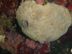 Ircinia oros