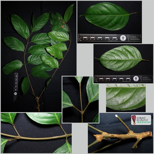 Dacryodes rostrata observed 2020-06-22