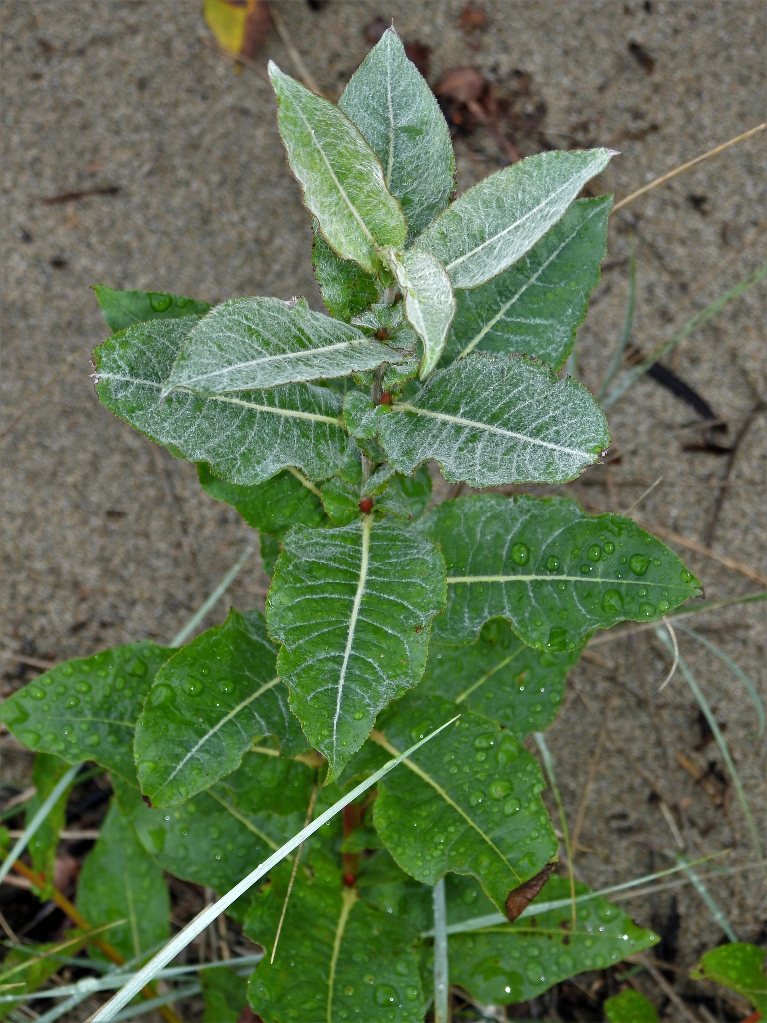 Salix cordata