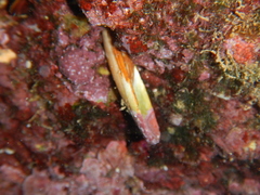 Lithophaga lithophaga