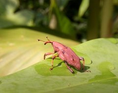 Metaprodioctes formosanus