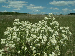 Crambe tataria