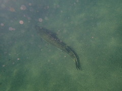 Acipenser medirostris