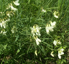 Lathyrus pallescens