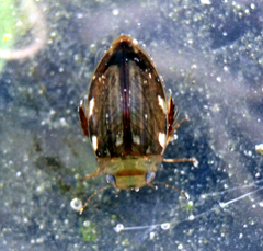 Laccophilus hyalinus