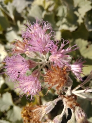 Adenostyles leucophylla