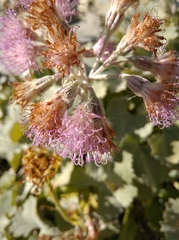 Adenostyles leucophylla