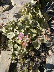 Adenostyles leucophylla