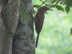 Dendrocolaptes picumnus
