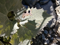 Adenostyles leucophylla