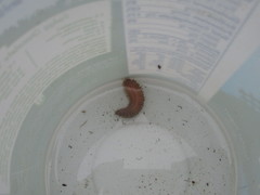 Lepidonotus squamatus