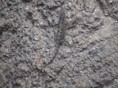 Cnemaspis assamensis