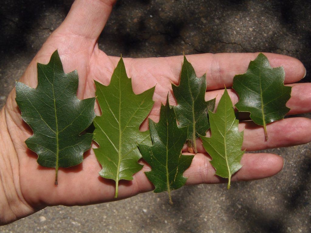 Oracle Oak