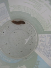 Lepidonotus squamatus