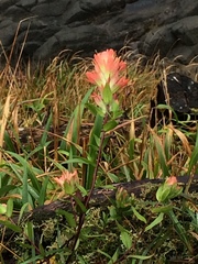 Castilleja miniata dixonii