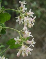 Ribes malvaceum malvaceum