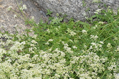 Galium broterianum