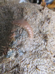 Lepidonotus squamatus