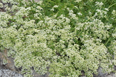 Galium broterianum