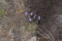 Linaria elegans